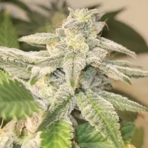 C99 F2 Regular by cannapot
