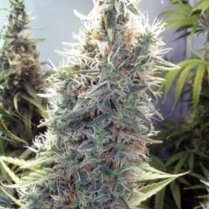 C99 Feminized by Female Seeds