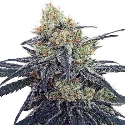 CBD #1 Feminized by Ace Seeds