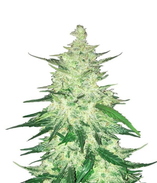 CBD Auto 1:1 Autoflower by Fast Buds