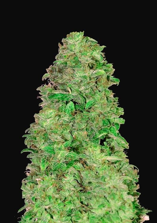 CBD Auto 20:1 Autoflower by Fast Buds