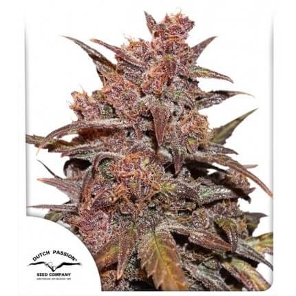 CBD Auto Blackberry Kush Autoflower by Dutch Passion