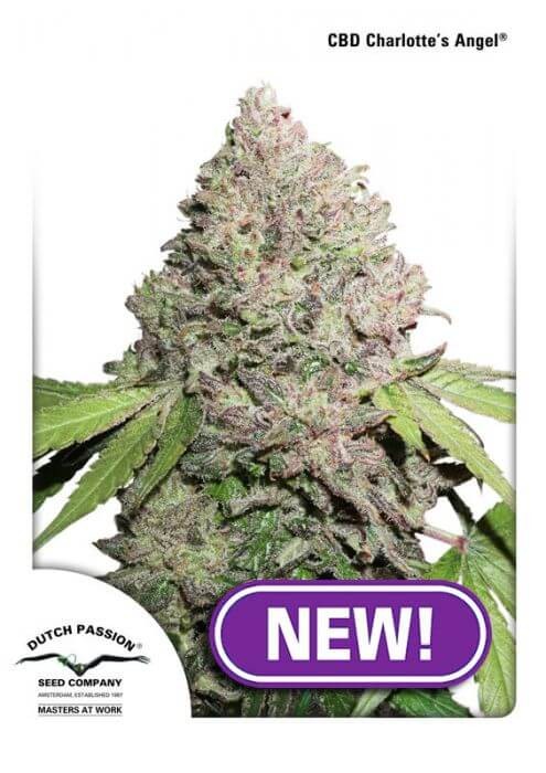 CBD Charlotte's Angel Feminized by Dutch Passion