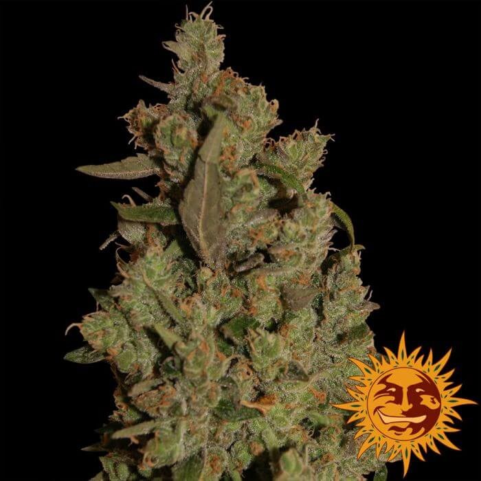 CBD Critical Cure Feminized by Barneys Farm