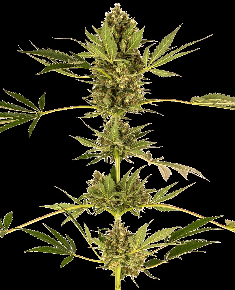 CBD Himalayan (aka Sensi #49 CBD) Feminized by Sensi Seeds