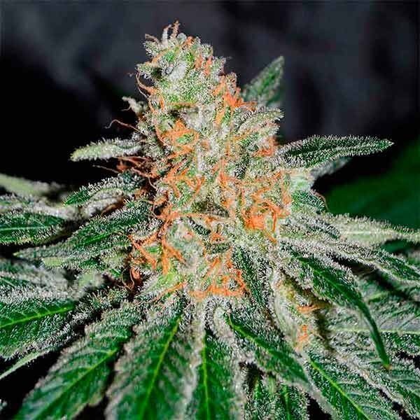 CBD Jam Feminized by Delicious Seeds