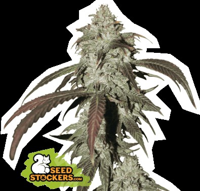 CBD Northern Lights Feminized by Seedstockers