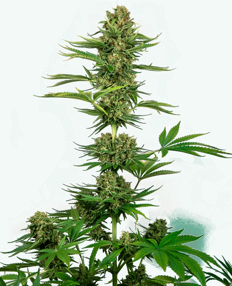 CBD Satin Black Domina (aka Sensi #743) Feminized by Sensi Seeds