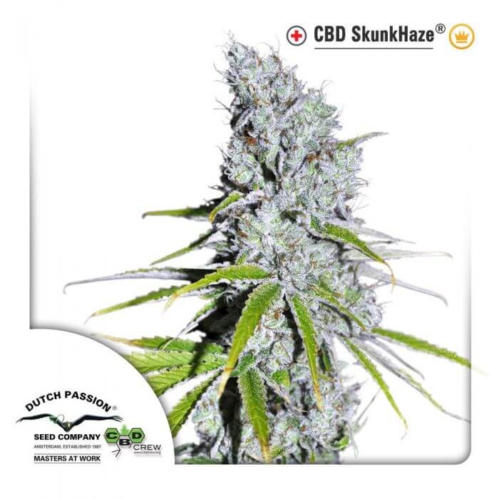 CBD SkunkHaze Feminized by Dutch Passion