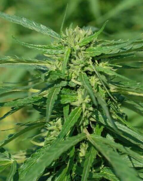 CBD Terra Italia Feminized by Female Seeds