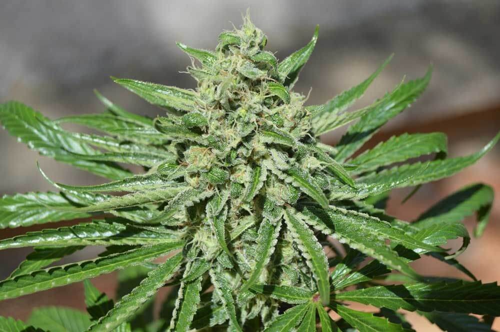 CBD Tonic Feminized by World of Seeds