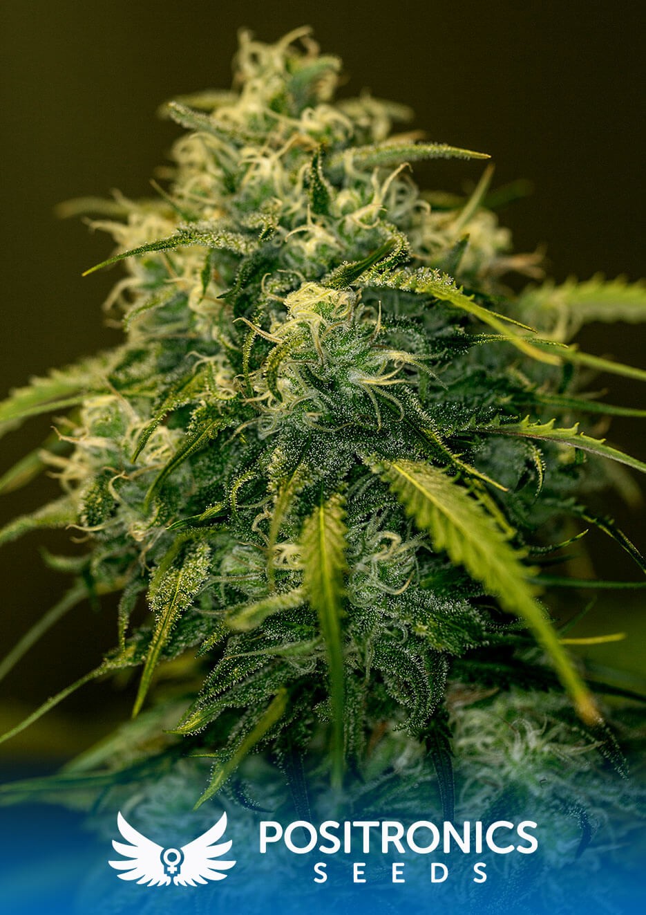 CBD+ Jack Diesel Feminized by Positronics