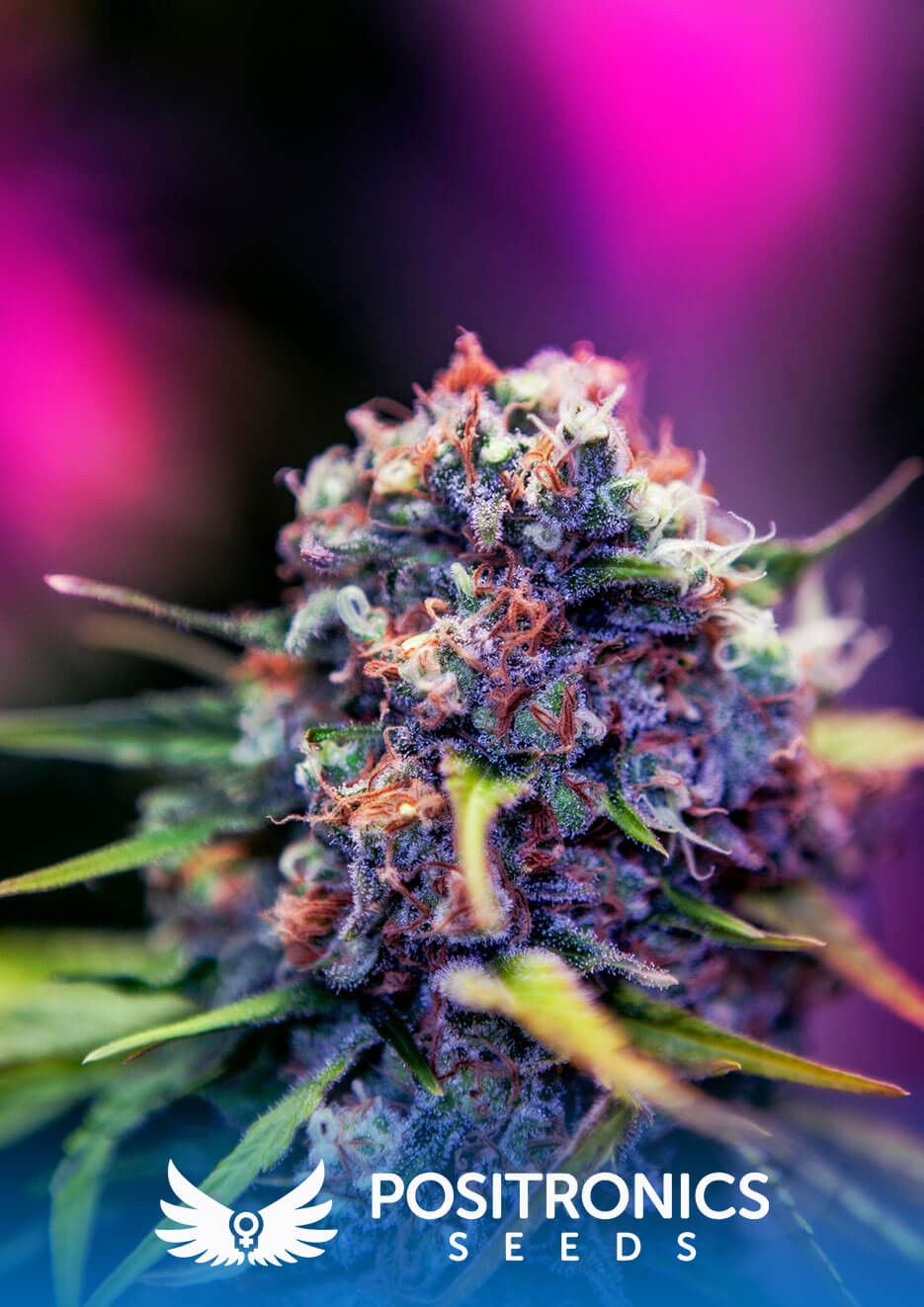CBD+Black Widow Feminized by Positronics