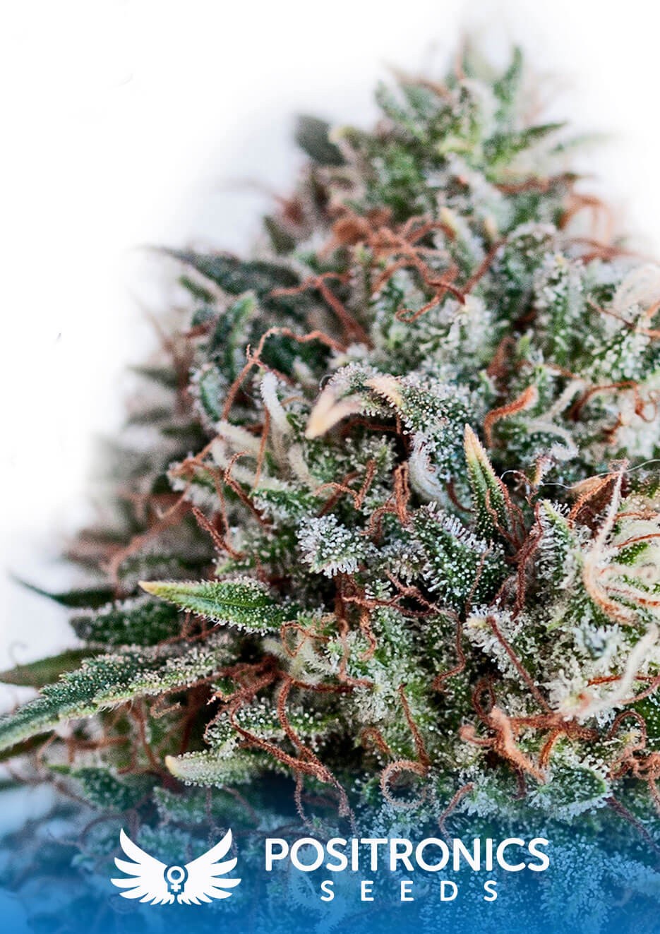 CBD+Critical#47 Feminized by Positronics