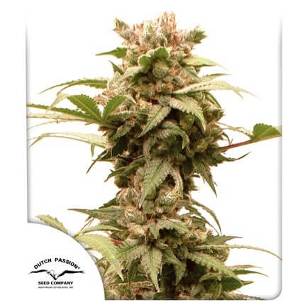 CBG-Force Auto Autoflower by Dutch Passion