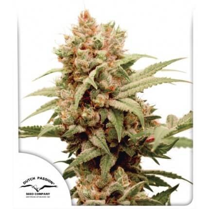 CBG-Force Feminized by Dutch Passion