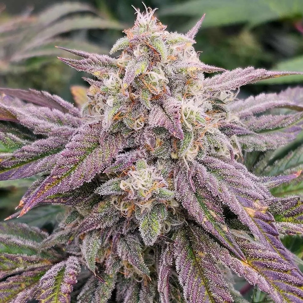 CPT OG Auto Autoflower by Night Owl Seeds