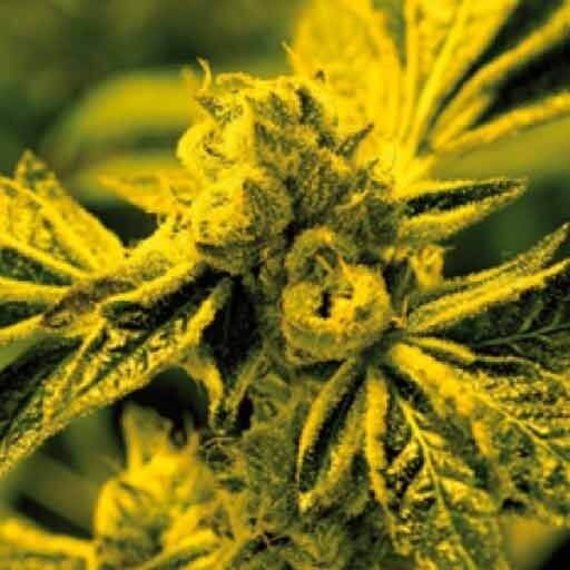 Cafe Racer Feminized by Blimburn Seeds