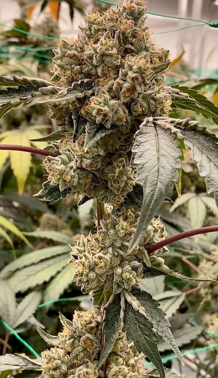 Cake Up Cherries F2 Regular by Relentless Genetics