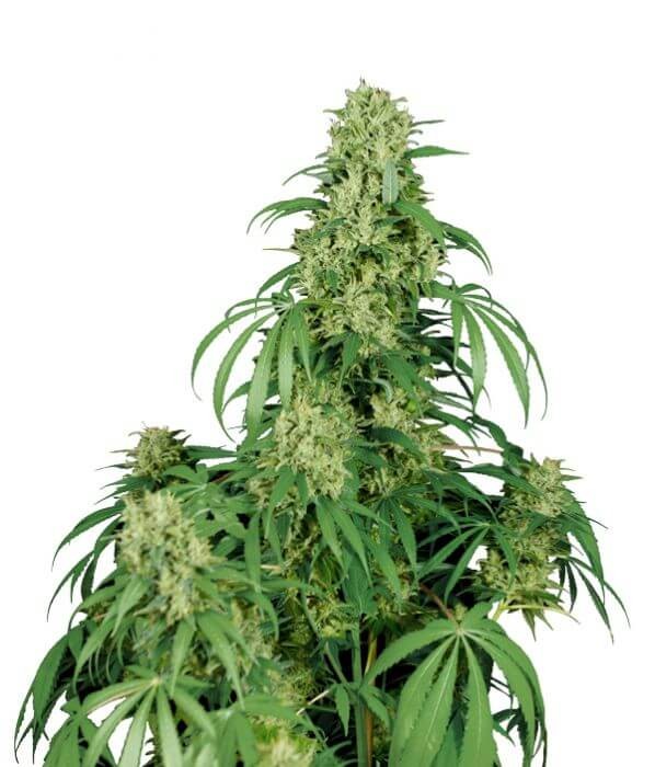 Calamity Jane Autoflower by Buddha Seeds