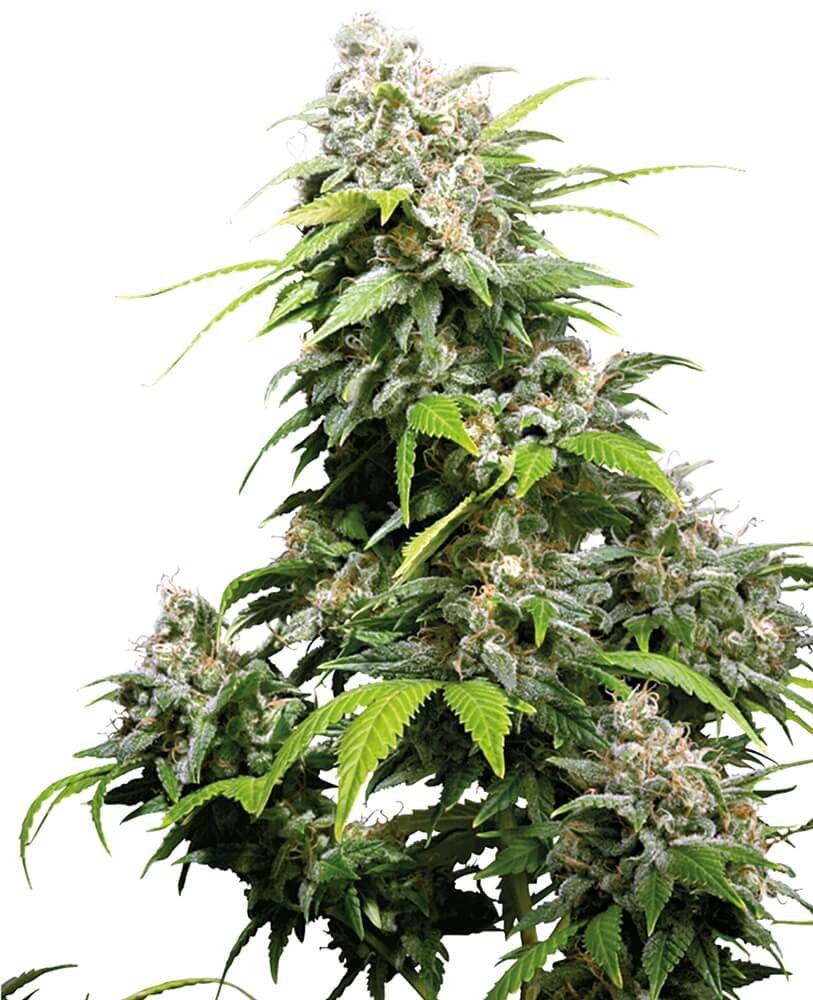 California Indica Regular by Sensi Seeds