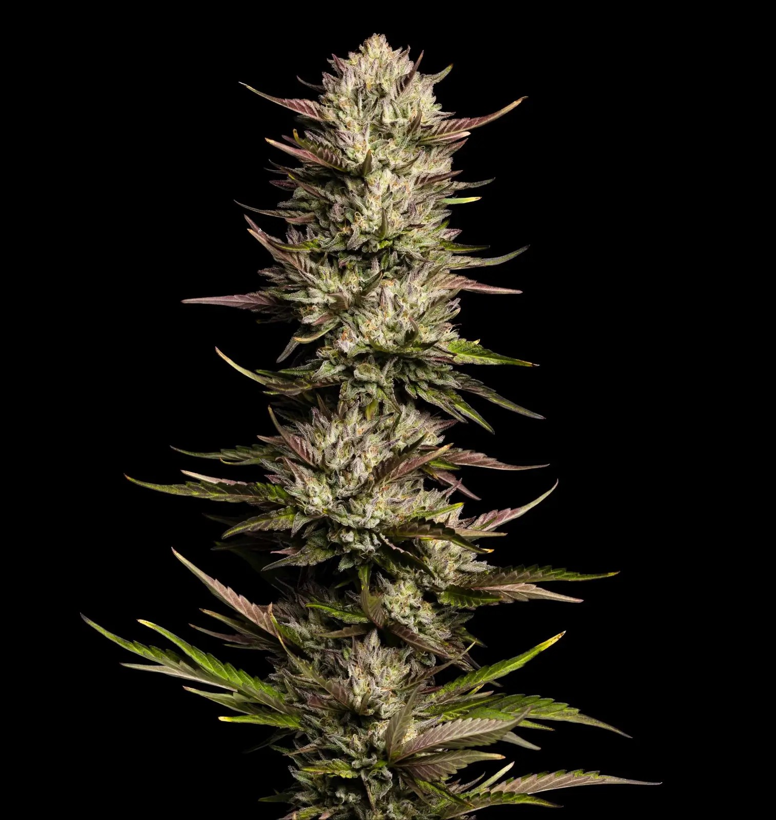 California Octane Feminized by Humboldt Seed Company