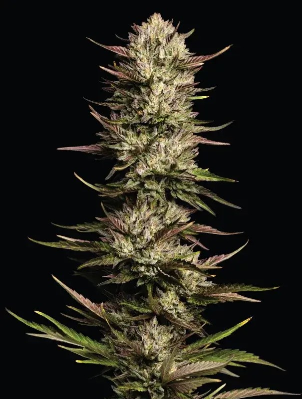 California Octane Triploid Feminized by Humboldt Seed Company
