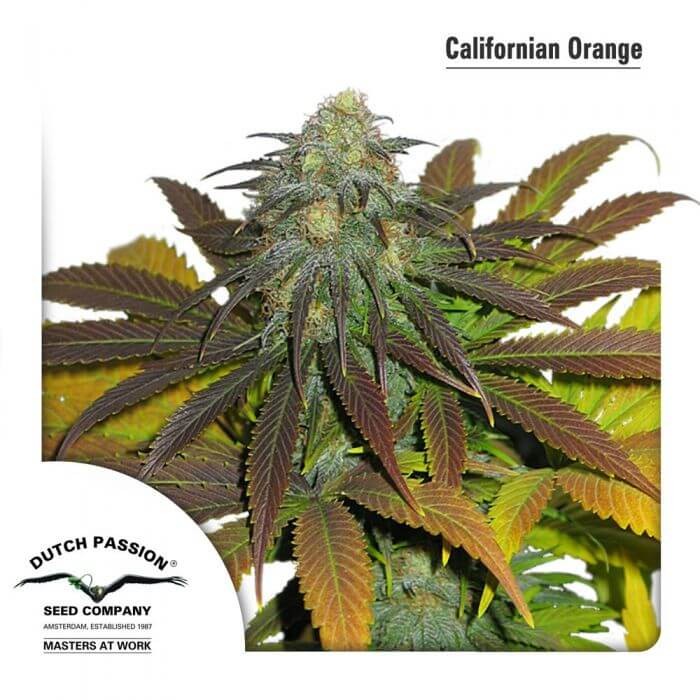 California Orange Feminized by Dutch Passion