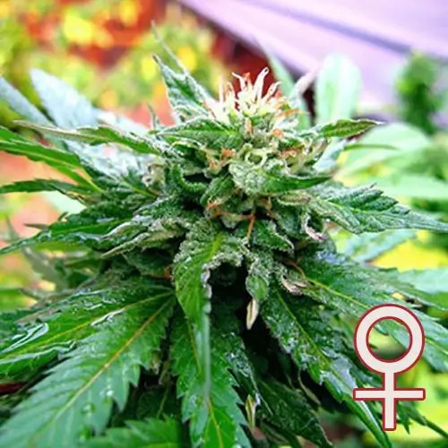 California Special Feminized by K.C. Brains