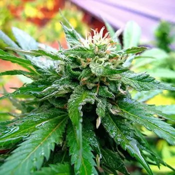 California Special Regular by K.C. Brains
