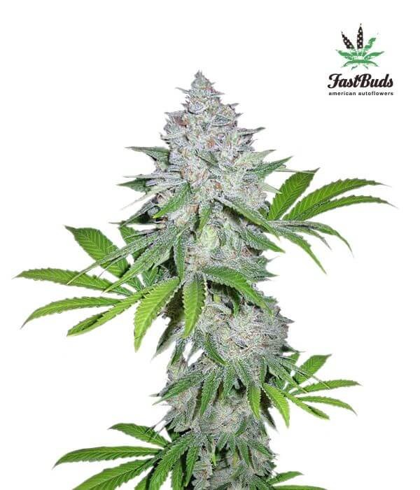 Californian Snow Auto Autoflower by Fast Buds