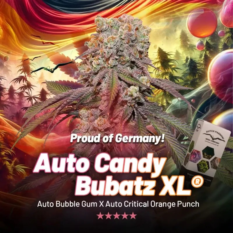 Candy Bubatz XL Auto Autoflower by Dutch Passion