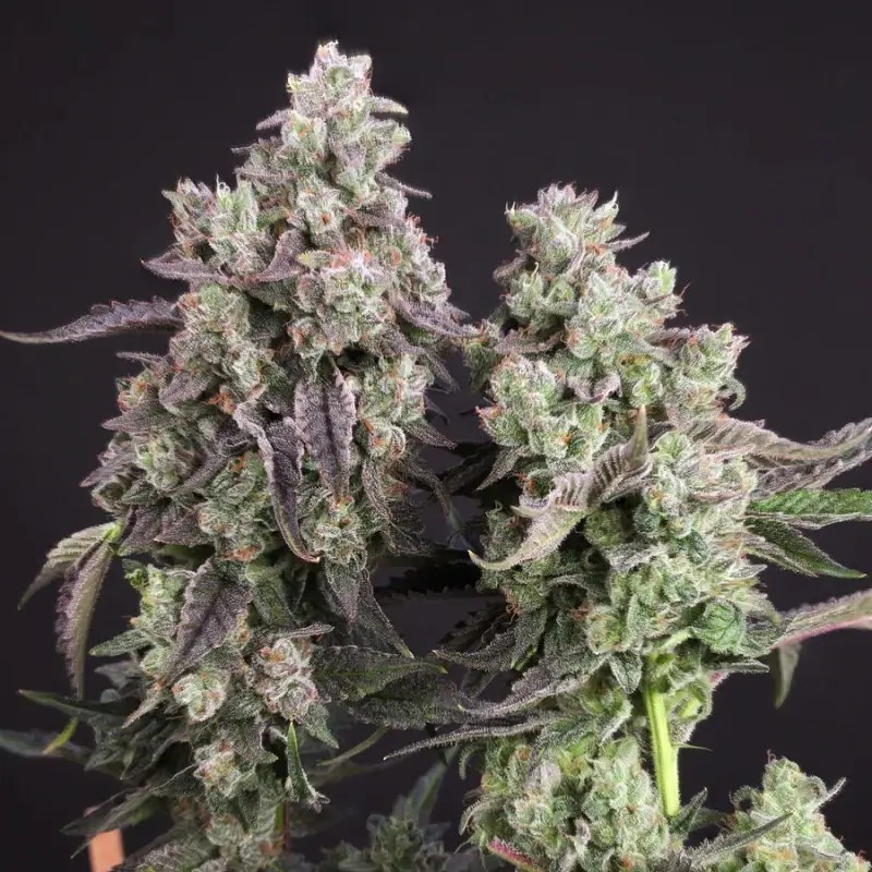 Candy Bubatz XL Feminized by Dutch Passion