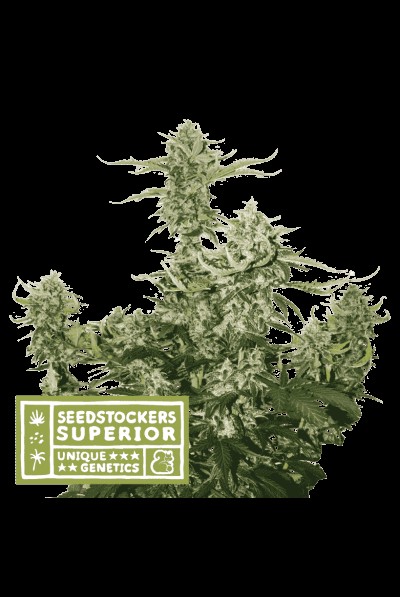 Candy Dawg Auto Autoflower by Seedstockers