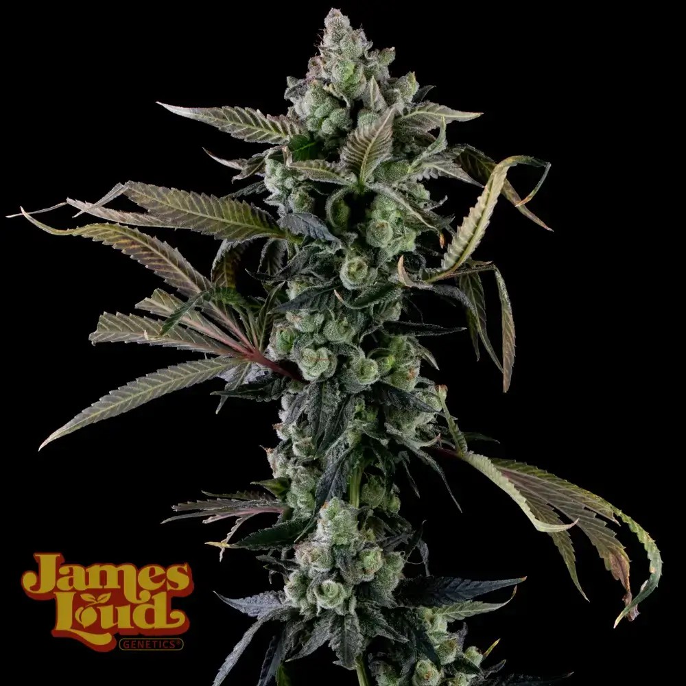Candy Island Feminized by James Loud Genetics