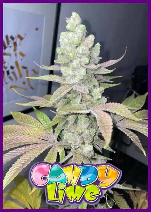 Candy Lime Feminized by ZmoothieZ