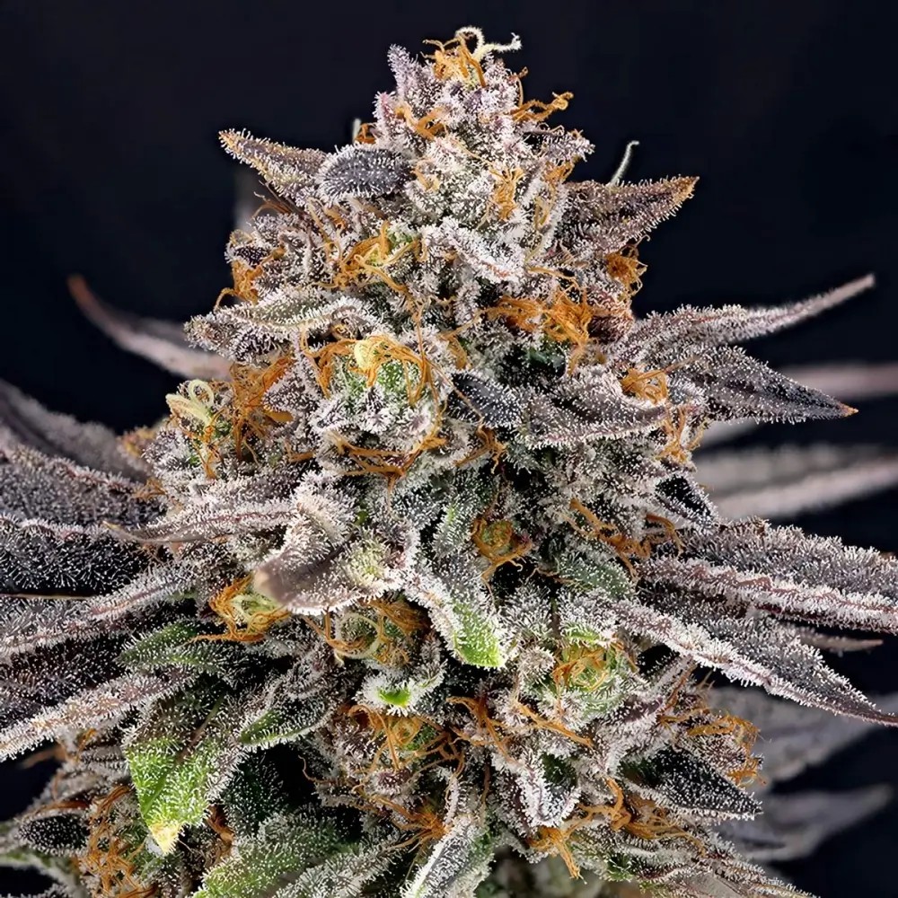 CandyGaz Feminized by Ripper Seeds