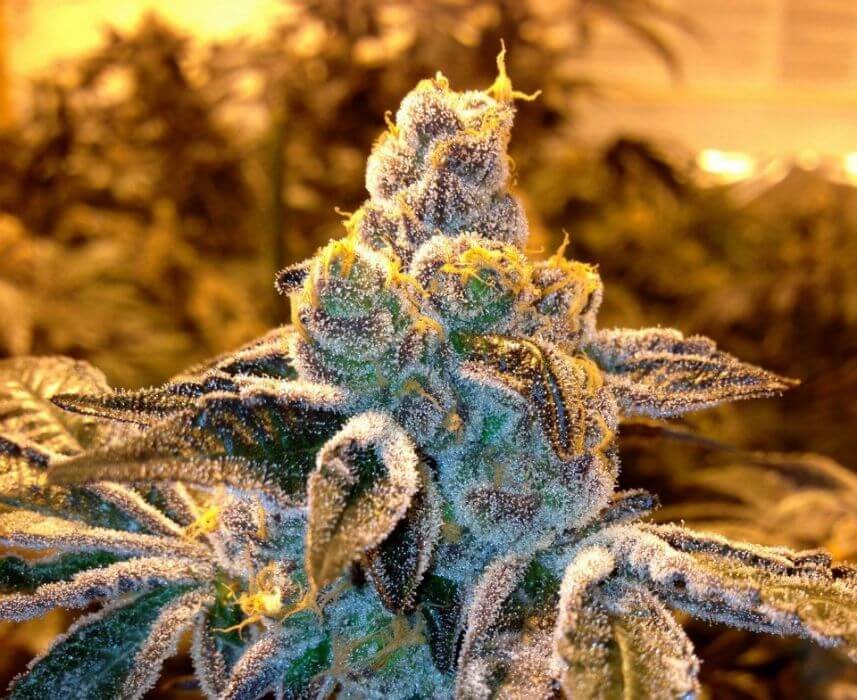 Candyland Reg Regular by Grand Daddy Purple Seeds