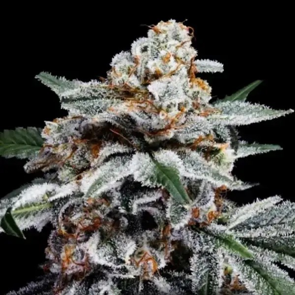 Canelo Auto Autoflower by DNA Genetics