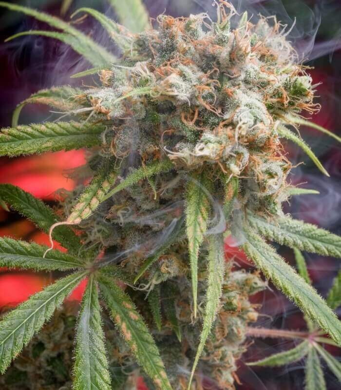 Canna-Wreck Regular by Homegrown Natural Wonders