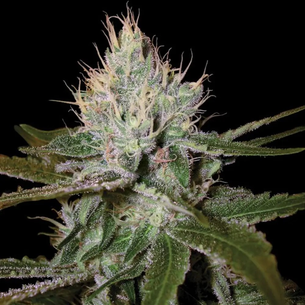 Cannalope Haze Feminized by DNA Genetics