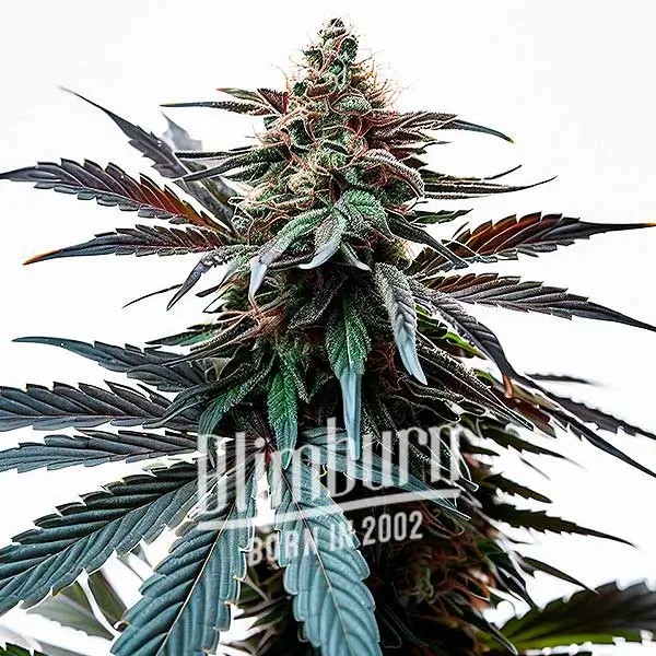 Cap Junky Feminized by Blimburn Seeds