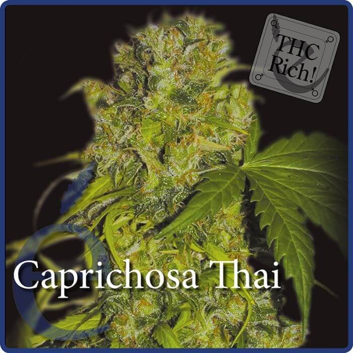 Caprichosa Thai Feminized by Elite Seeds