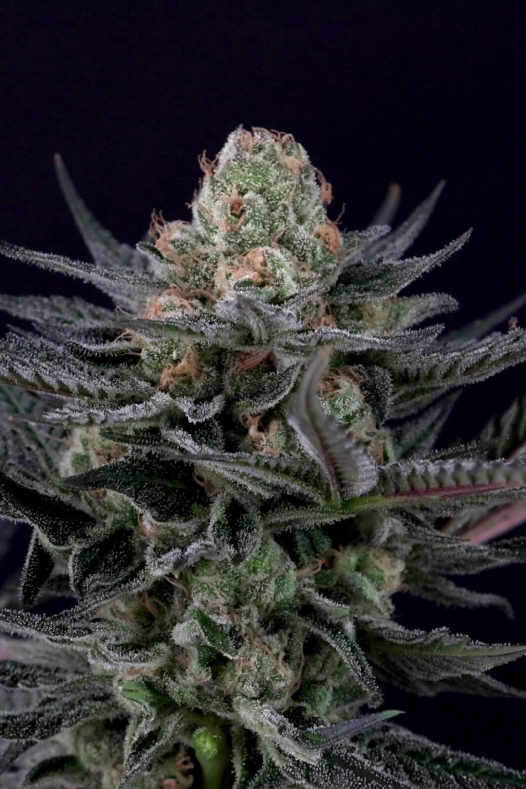 Caramba Feminized by Paradise Seeds