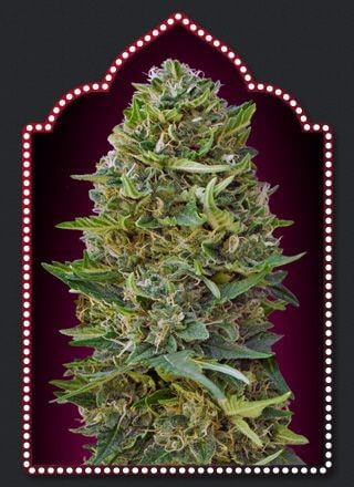 Caramel Kush Feminized by 00 Seeds Bank