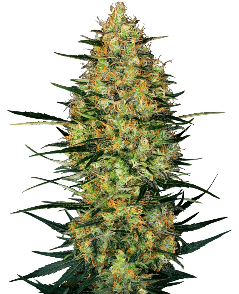Caramellow Kush Auto Autoflower by Sensi Seeds