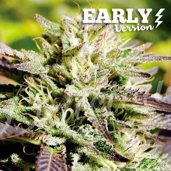 Caramelo F1 Early Version Feminized by Delicious Seeds
