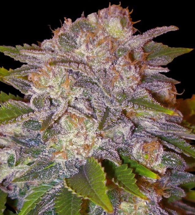 Caramelo Feminized by Delicious Seeds