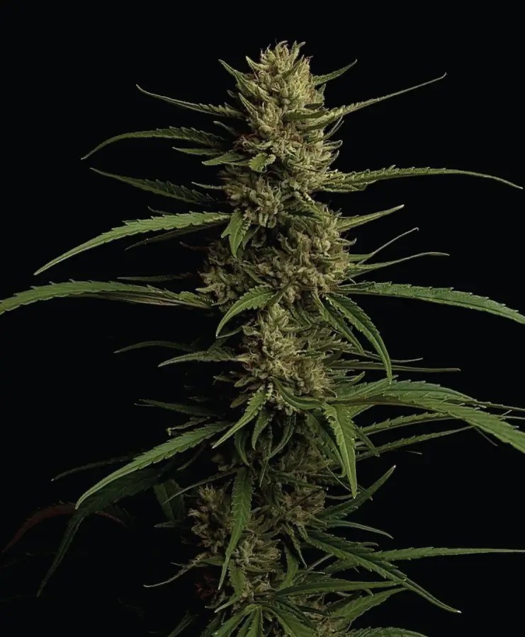 Caribbean Queen Feminized by Humboldt Seed Company