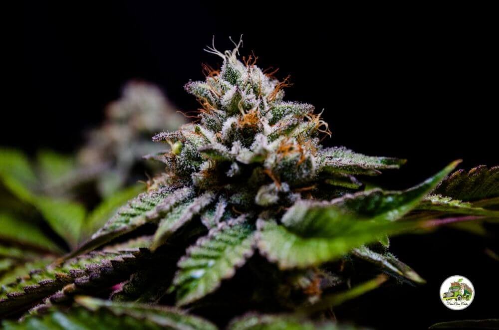 Cayman Kush Feminized by Paisa Seeds